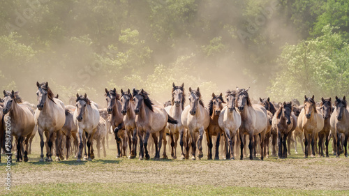 Photography Herd of Duelmen ponies, dun coat, a native horse breed lives wild in Merfelder B