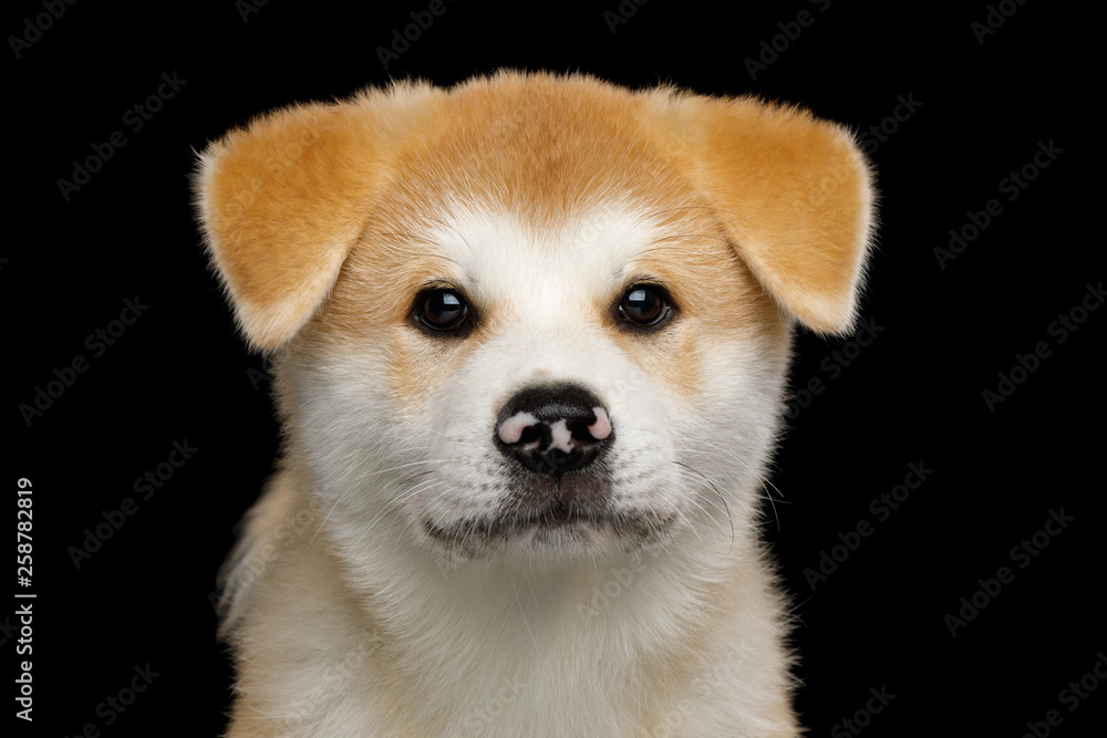 Portrait of Sad Akita Inu Puppy with Spotted nose on Isolated Black Background, front view