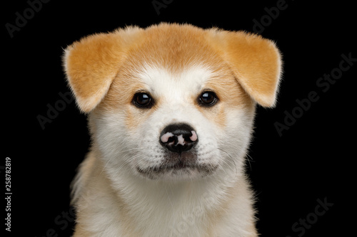 Portrait of Sad Akita Inu Puppy with Spotted nose on Isolated Black Background, front view