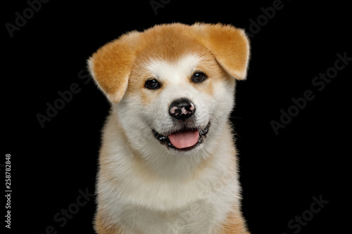 Portrait of Little Akita Inu Puppy with Spotted nose on Isolated Black Background, front view