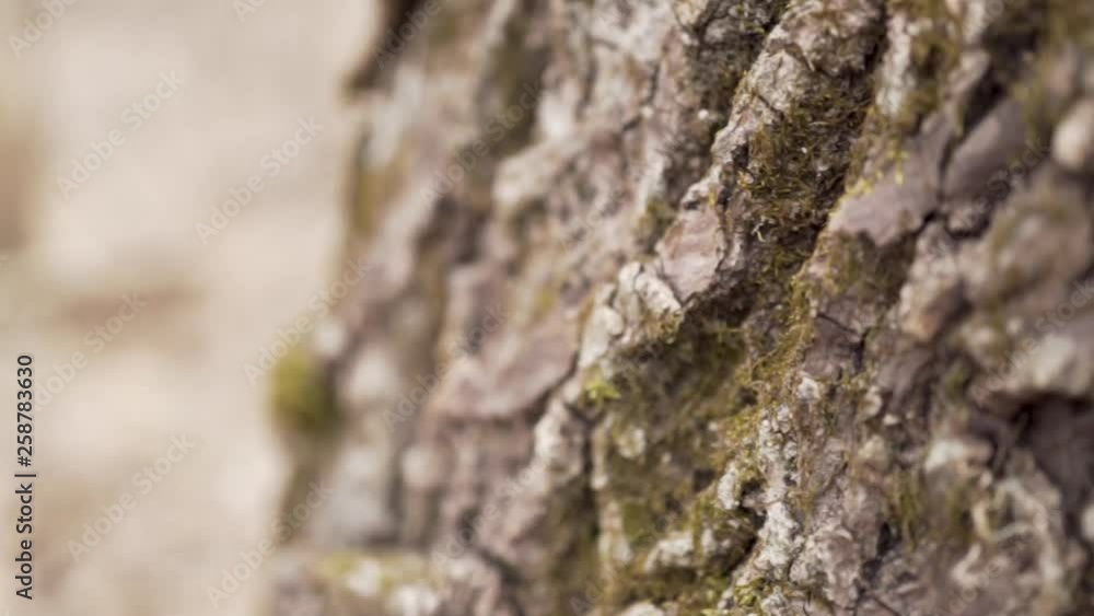 Extreme close up of aged tree texture with moss on bark Extreme close up of aged tree texture with moss on bark