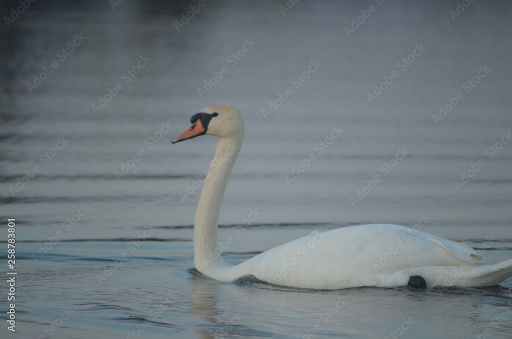 Obraz premium Great white swan mute swan