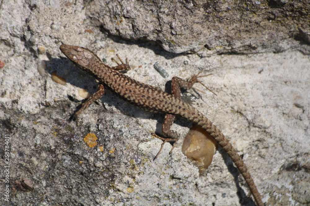lizard on ruins of Dregely fortress lizard on ruins of Dregely fortress