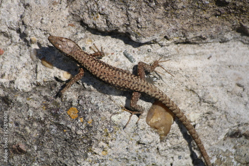 lizard on ruins of Dregely fortress