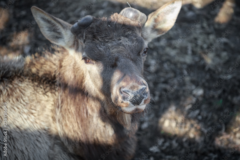 hornless elk lies and rests on the ground in the zoo hornless elk lies and rests on the ground in the zoo