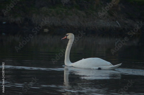 Great white swan mute swan