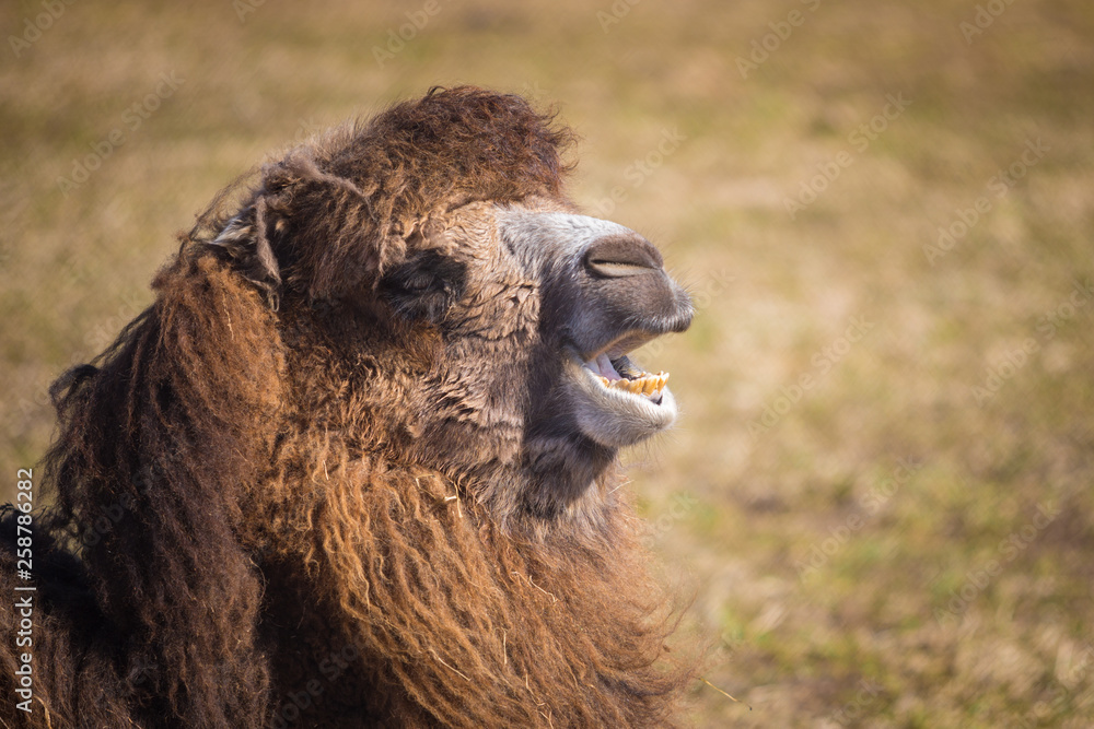 A camel shows its teeth while bellowing at tourists