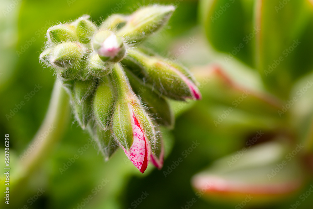 Semiclosed bud of geranium. Semiclosed bud of geranium.