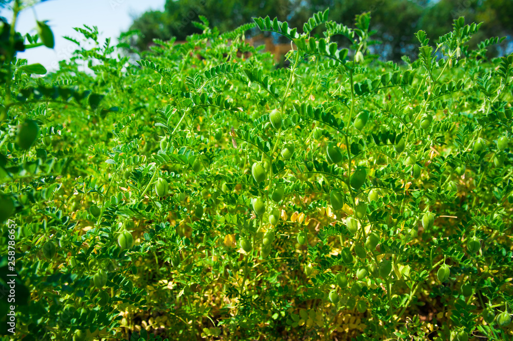 Chickpea crop field Chickpea crop field