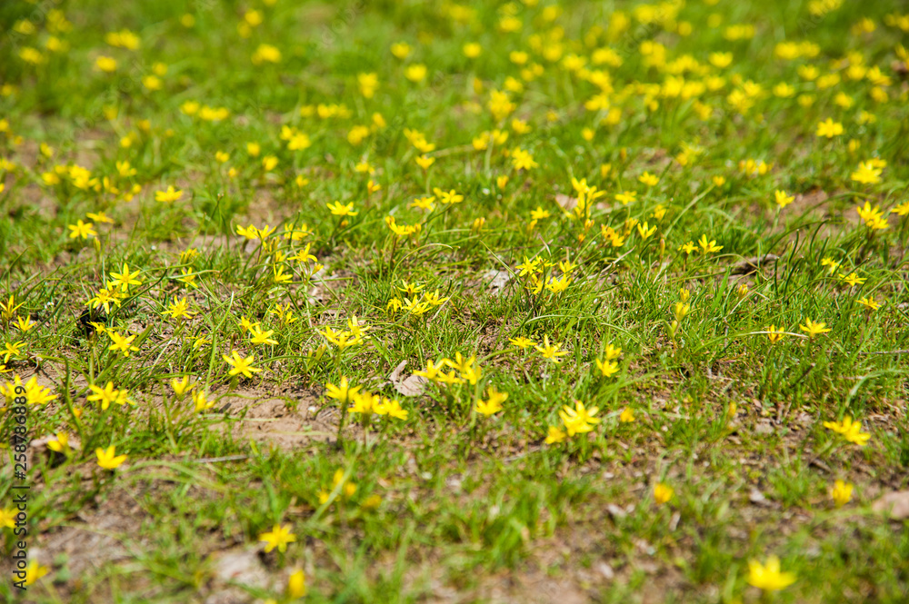Field of spring flowers