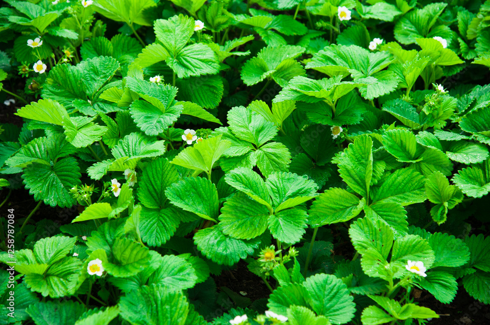 Blooming strawberry bush Blooming strawberry bush