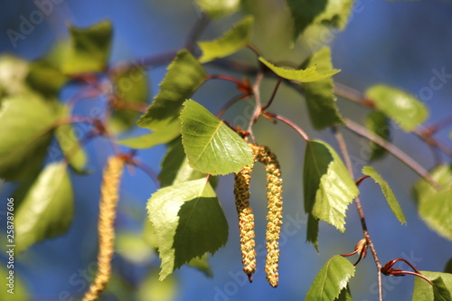 Branch and leaves of birch tree