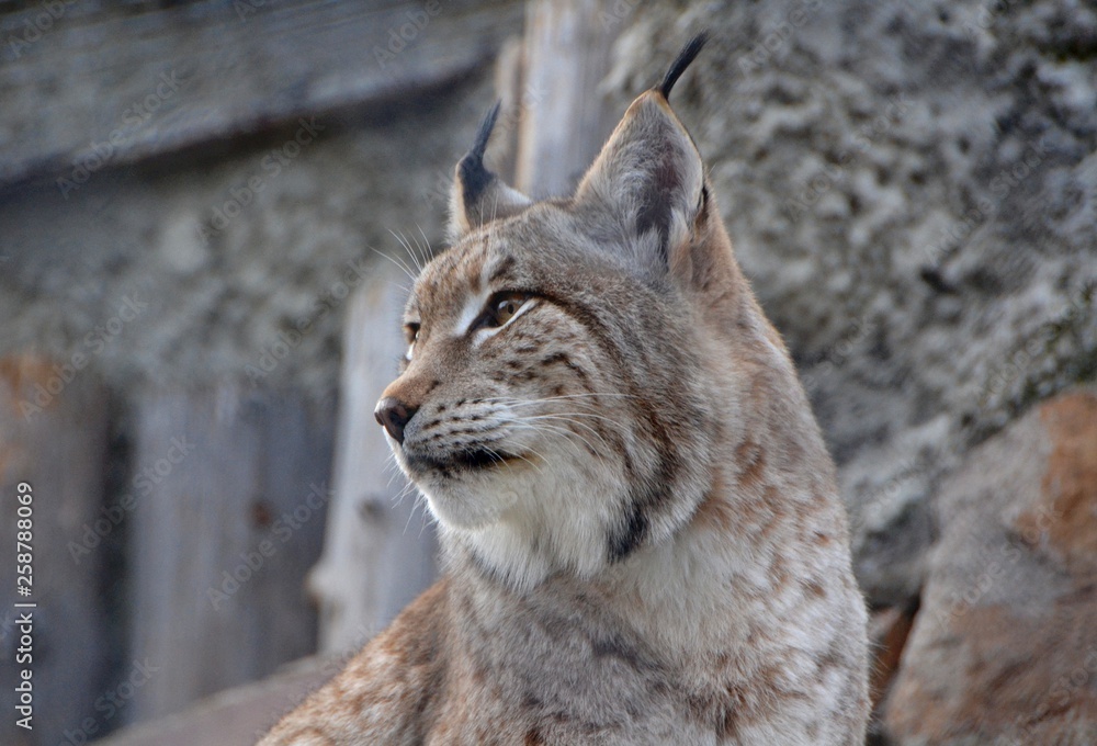 Obraz premium eurasian lynx lynx