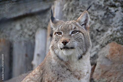 Lynx with closely looks