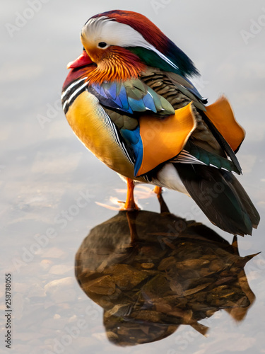 Mandarinente
