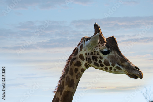 Giraffa con i collo lungo con muso un primo piano su sfondo di cielo terso photo