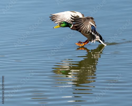 Stockente Landung