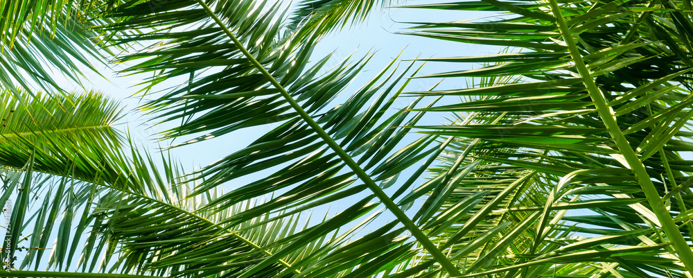 Palm trees against the blue sky, Background . Wide photo. Palm trees against the blue sky, Background . Wide photo.