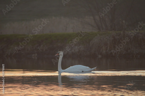 Fototapeta Naklejka Na Ścianę i Meble -  Great white swan mute swan