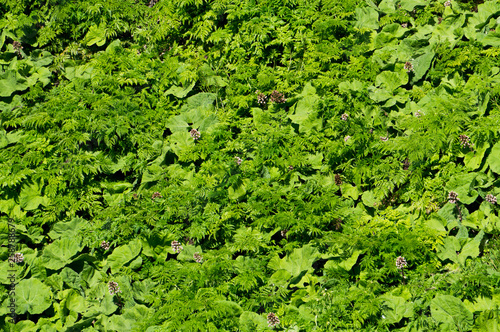 Super green background of grass and bushes 