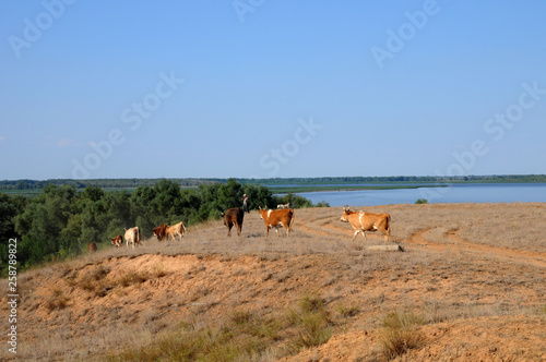 A herd of cows grazing in the field