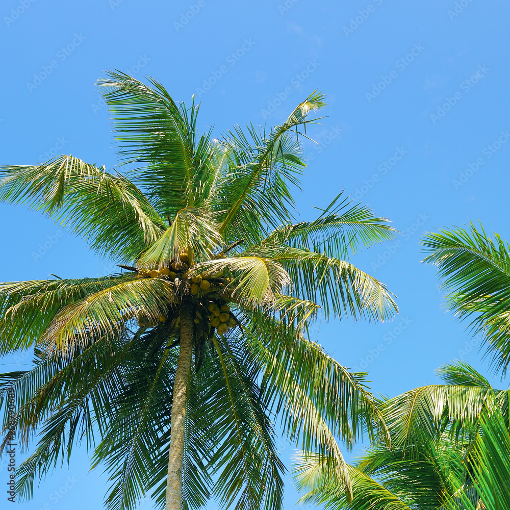 Fototapeta premium Tropical palm trees and blue sky.