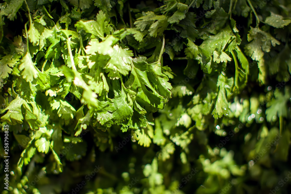 Fototapeta premium Parsley at the Farmer's Market. Organic food