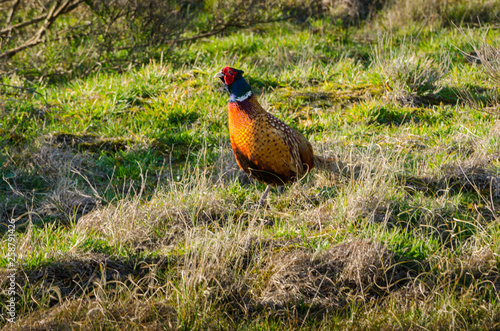 Wallpaper Mural Bird in sight: Pheasant staring Torontodigital.ca