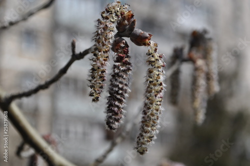An alder soft and fluffy earring sways in the spring wind. This is a beautiful natural natural background.