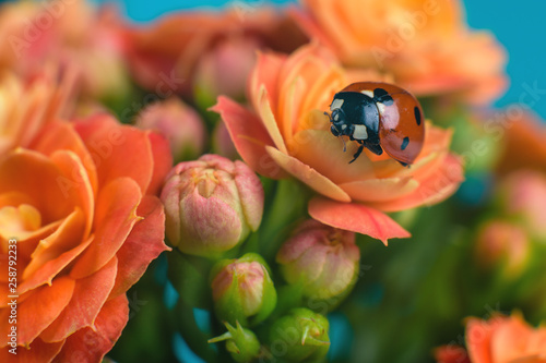 .Red ladybug on a beautiful flowering flower, close-up with a blue sky in the background.