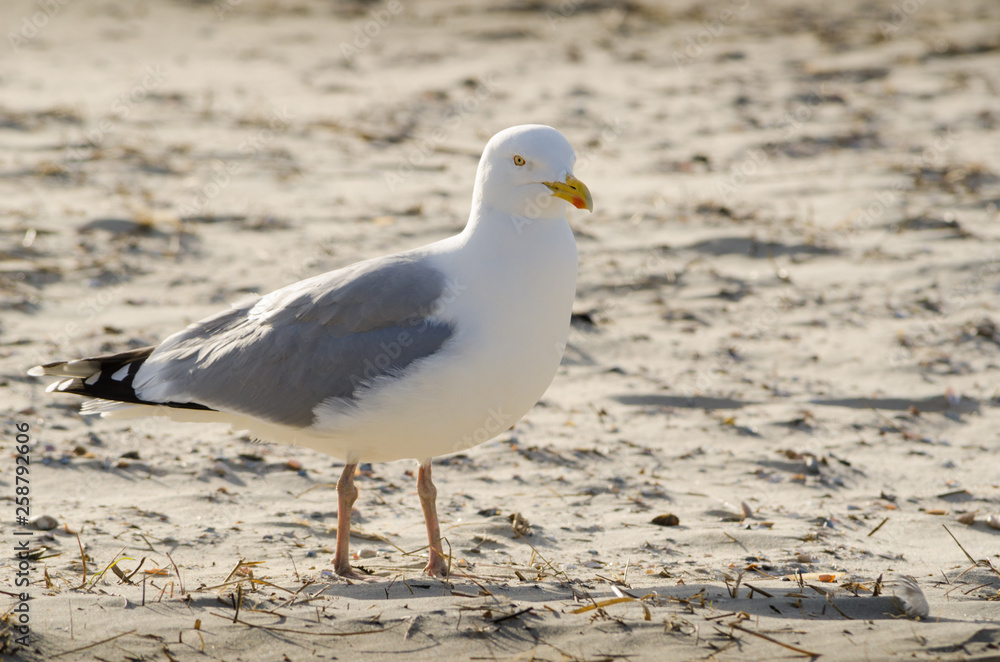 Fototapeta premium Seagull portrait on the beach