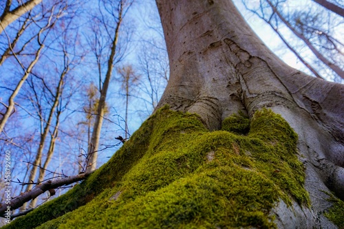 Moss Tree Forst