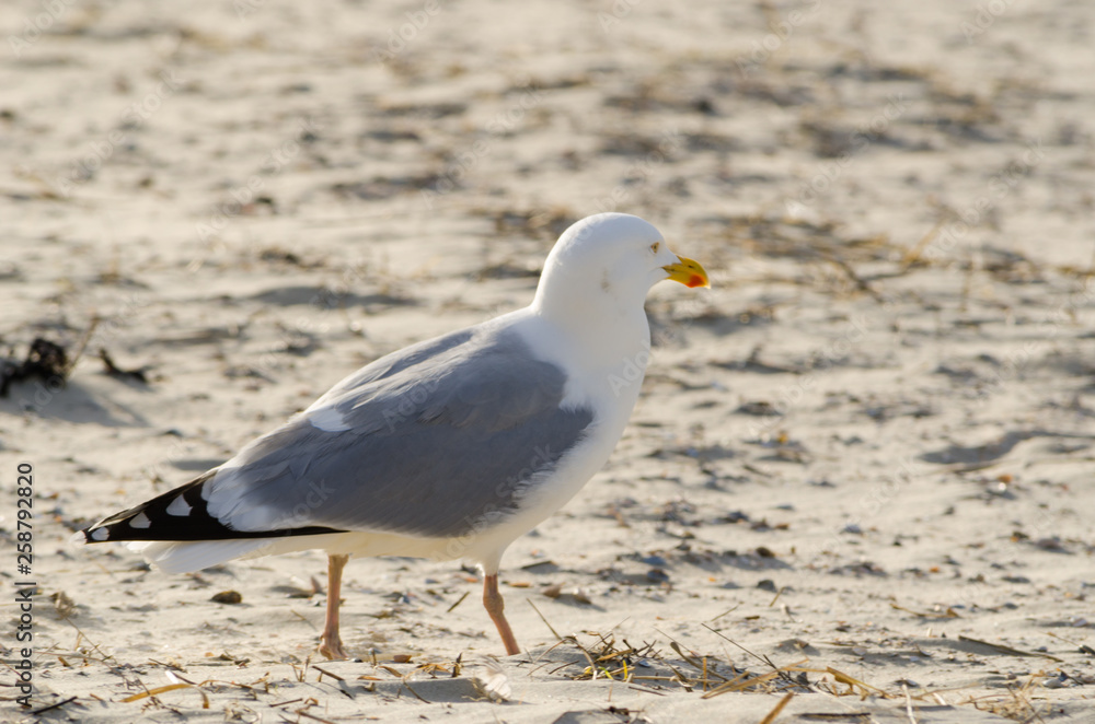 Seagull portrait on the beach Seagull portrait on the beach