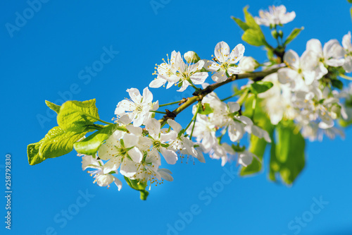 Cherry Blossom Photo.Flowers of cherry with green leaves against the blue sky. Spring flowering Cherry tree in the garden, close up.Apple blossom petals with beauty bokeh.