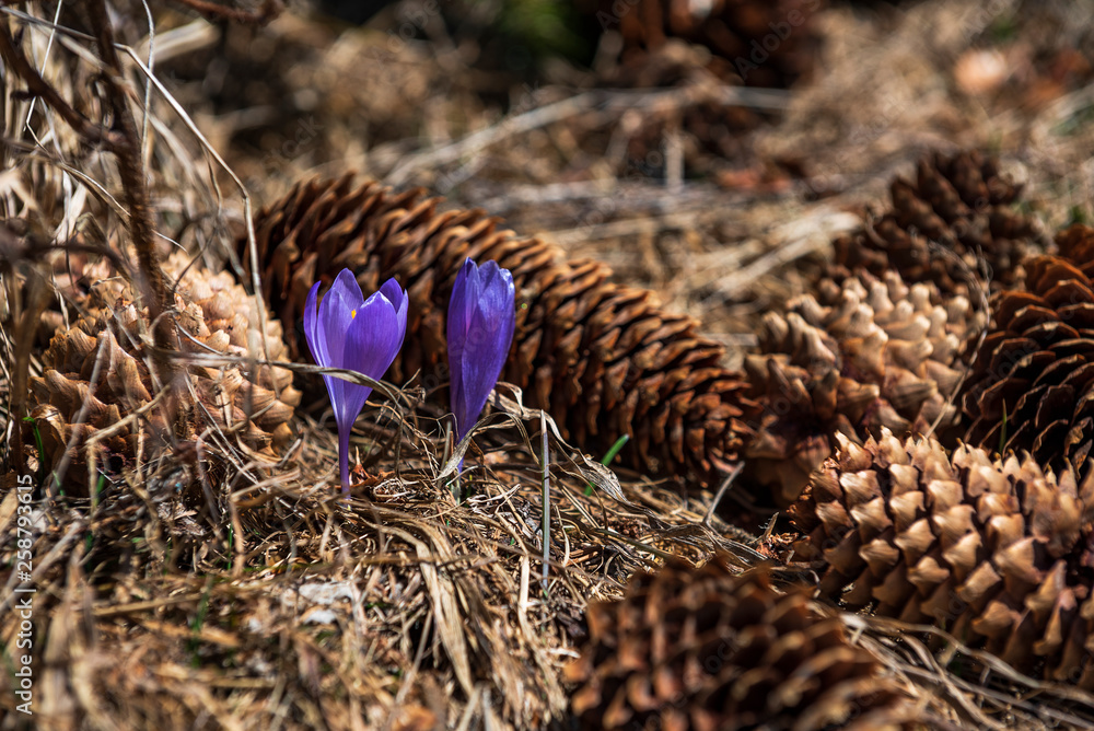 Obraz premium purple spring flowers Crocus vernus in the forest