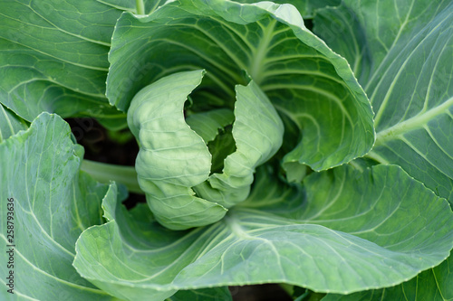 Fresh cabbage growing on the bed, close-up.