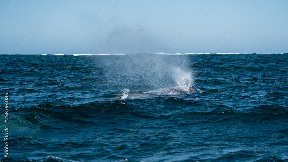 A California grey whale breaches and blows water into the air in Baja California. 
