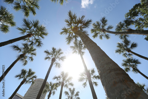 looking up at palm trees