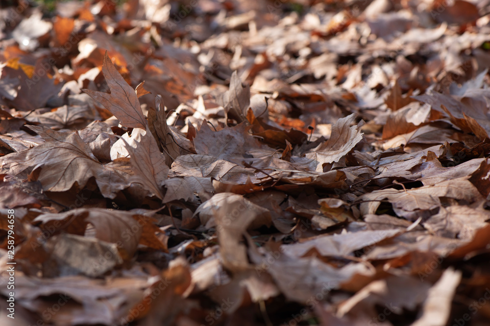 photo background with brown maple leaves. The leaves are fallen and they are dry, photo taken from the side photo background with brown maple leaves. The leaves are fallen and they are dry, photo taken from the side