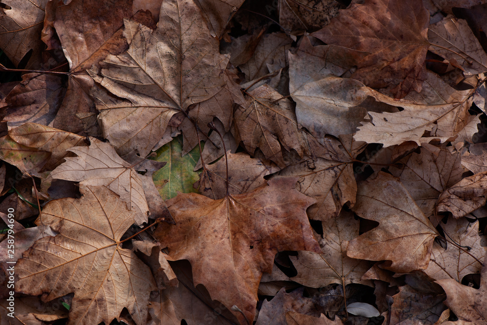 photo background with brown maple leaves. The leaves are fallen and they are dry, one leaf is green photo background with brown maple leaves. The leaves are fallen and they are dry, one leaf is green