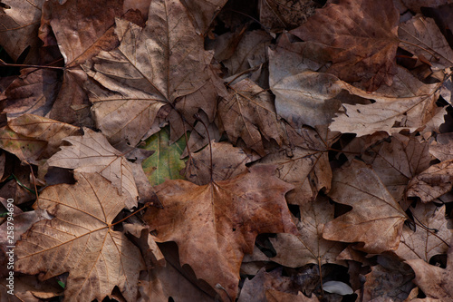 photo background with brown maple leaves. The leaves are fallen and they are dry, one leaf is green