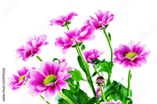 Fototapeta Naklejka Na Ścianę i Meble -  Pink chrysanthemum flowers
