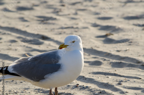 Seagull portrait at the beach