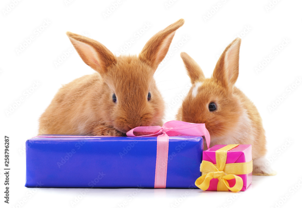 Obraz premium Two rabbits with gifts.