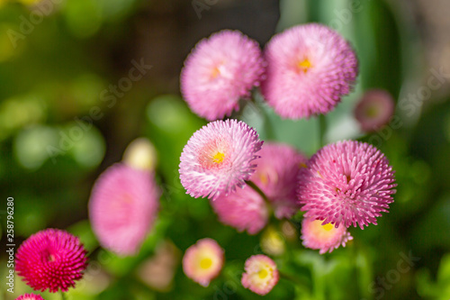 Pretty pink bellis flowers, with a shallow depth of field