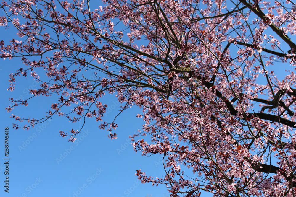 Blooming of Pink Cherry. Sakura blossom on the blue sky background. Blooming of Pink Cherry. Sakura blossom on the blue sky background.