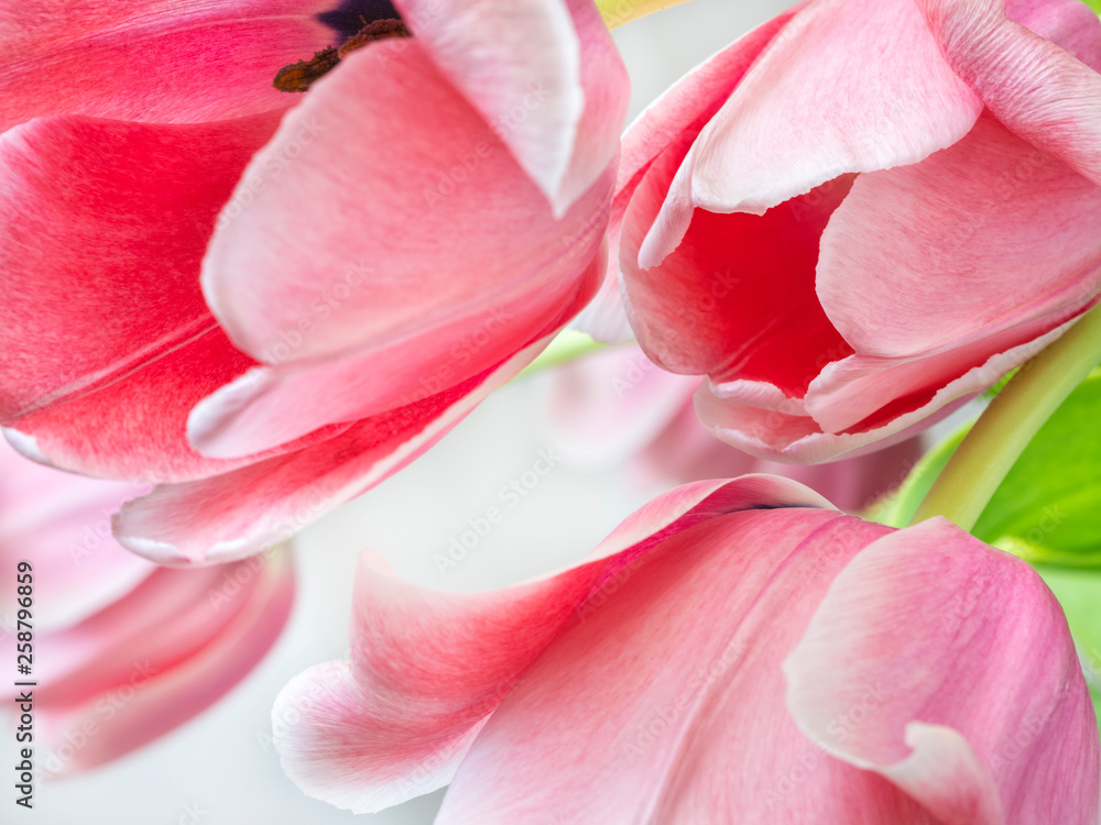 spring pink tulips with petals in close up view