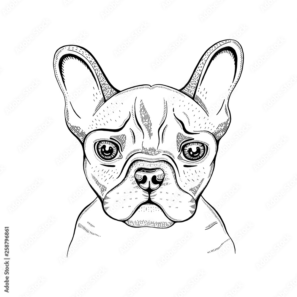 Cute bulldogdog t-shirt print design. Cool animal vector in doodle hand drawn style for tee, child, baby poster, coloring book, print in ipster style. Line fashion illustration isolated on white