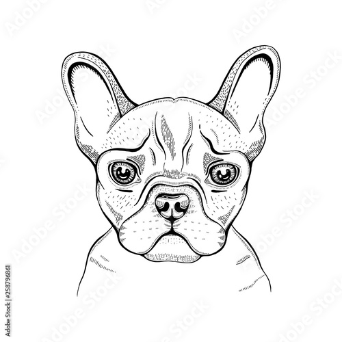 Cute bulldogdog t-shirt print design. Cool animal vector in doodle hand drawn style for tee, child, baby poster, coloring book, print in ipster style. Line fashion illustration isolated on white photo