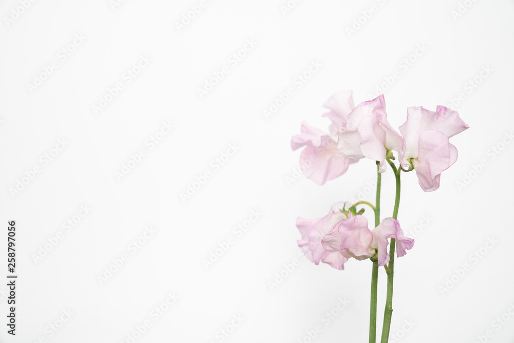 Delicate pink sweet pea bloom on white background with copy space